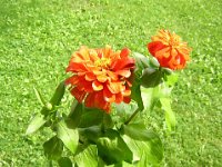 ZINNIA ELEGANS 1