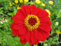 ZINNIA ELEGANS 2