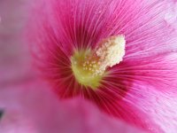 ALTEA ROSATA - ALCEA 2