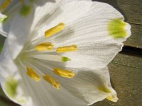 CAMPANELLE - LEUCOJUM AESTIVUM 2