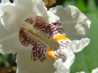 CATALPA BIGNONIOIDES 4 - Copia