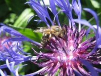 CENTAUREA