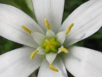 CIPOLLONE BIANCO - ORNITHOGALUM UMBELLATUM 2