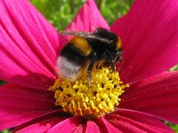 COSMEA - COSMOS
