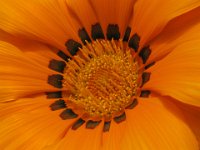 GAZANIA 2