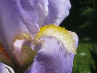 IRIS GIAGGIOLO - IRIS DOMESTICA 2