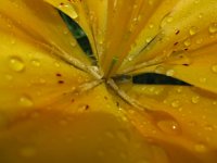 LILIUM