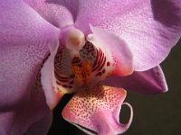 ORCHIDEA