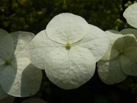 ORTENSIA QUERCIFOGLIA .