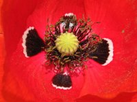 PAPAVERO - PAPAVER RHOEAS 2