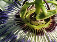 PASSIFLORA 2