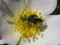 ROSA ARVENSIS - ROSA DEI CAMPI 2
