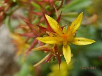 SEDUM