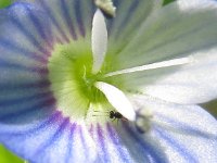 VERONICA PERSICAz 4m