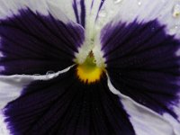 VIOLA DEL PENSIERO 0b