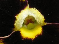 VIOLA DEL PENSIERO 1