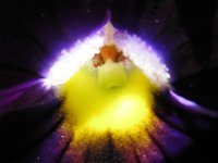 VIOLA DEL PENSIERO 2