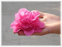 AA CAMELIA  a fiore doppio - CAMELLIA