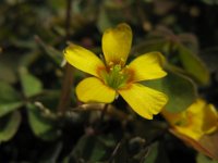ACETOSELLA GIALLA