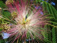 ALBIZZIA
