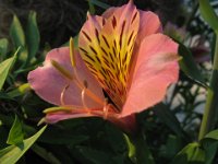 ALSTROEMIA