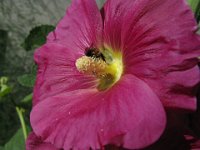 ALTEA ROSATA - ALCEA 1