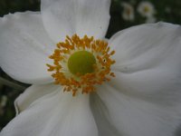 ANEMONE HYBRIDA