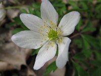 ANEMONE NEMOROSA