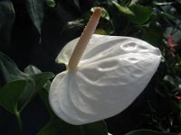 ANTURIO - ANTHURIUM 2
