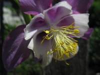 AQUILEGIA