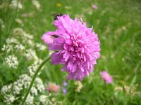 ARMERIA ALPINA. - SPILLI DI DAMA