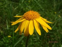 ARNICA 2B