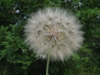 BARBA DI BECCO  infruttescenza -TRAGOPOGON PRATENSIS.