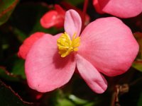 BEGONIA