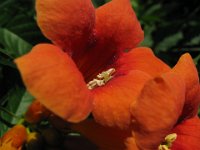 BIGNONIA RADICANS