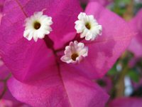 BUGANVILLEA - BOUGANVILLEA SPECTABILIS