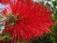 CALLISTEMON CITRINUS
