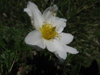 CAMEDRIO ALPINO