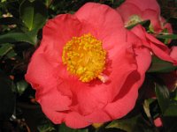 CAMELIA SASANQUA 2 (2)