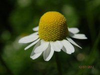 CAMOMILLA