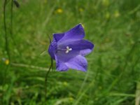 CAMPANELLA - CAMPANULA
