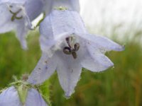 CAMPANELLA BARBUTA