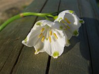 CAMPANELLE - LEUCOJUM AESTIVUM 1