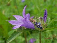 CAMPANULA GLOMERATA