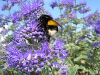 CARYOPTERIS CLANDONENSIS