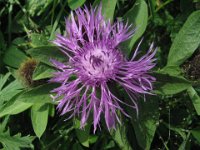 CENTAUREA ZAZZERINA