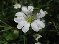 CERASTIUM ARVENSE