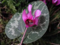CICLAMINO