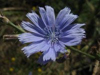 CICORIA SELVATICA 1