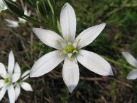 CIPOLLONE BIANCO - ORNITHOGALUM UMBELLATUM 1